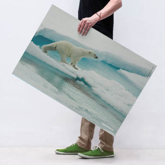 poster orso polare