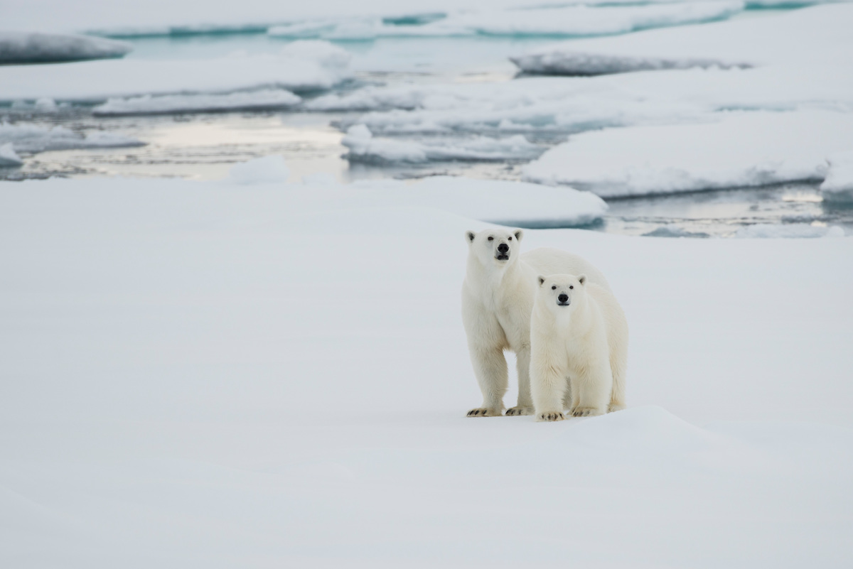 Set 4 Tazze Save the Arctic - immagine 4